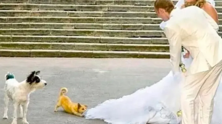 Caprichos do casamento: 37 destaques inesperados do casamento!