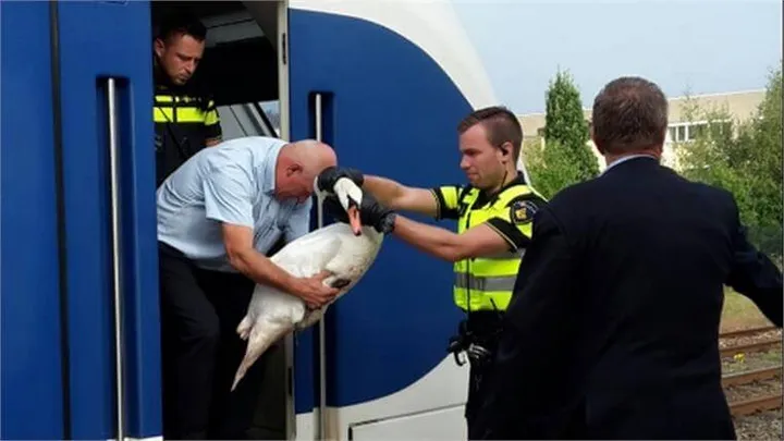 Wat een ongelofelijke held deze machinist...Duim omhoog voor deze dierenvriend!