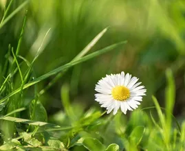 Zomerweer in aantocht: vrijdag mogelijk 27 graden