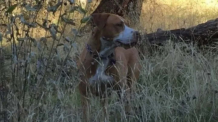 Esta pitbull se recusou a deixar o abrigo sem seu amigo chihuahua