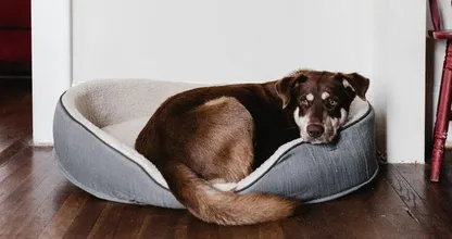Handig! Zo voelt je hond zich minder eenzaam als hij alleen thuis is