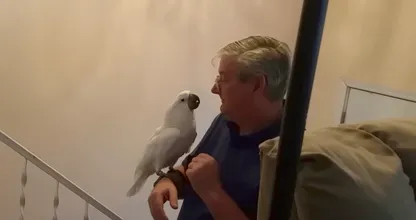 Zo schattig: kaketoe kan zijn geluk niet op wanneer zijn baasje thuiskomt!