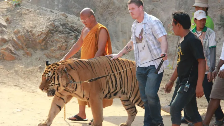 Een beruchte Tiger Temple is bijna 150 tijgers kwijtgeraakt, wij zijn blij met deze enorme redding!