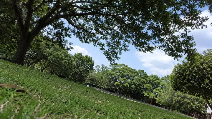 Este cão usava uma câmera que tirava fotos sempre que ficava excitado - a compilação resultante está derretendo corações