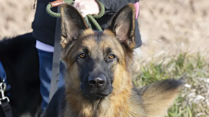 Un chien policier à la retraite fait une découverte intéressante avec l’aide de son propriétaire