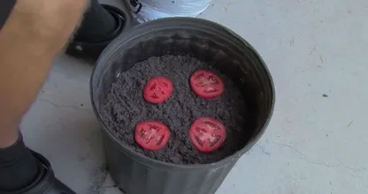 Il met 4 tranches de tomates dans un pot avec du terreau et 10 jours plus tard, le résultat est génial