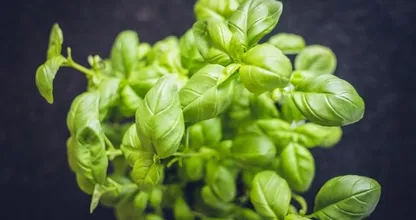 Eerste hulp bij basilicumplantjes uit de supermarkt