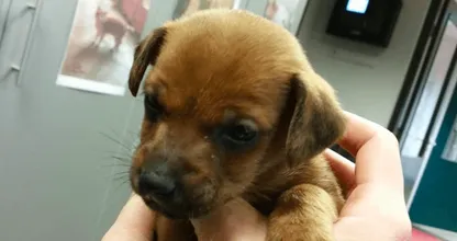Puppy gedumpt door autoraampje, politie op zoek naar de eigenaar! Kun jij helpen?