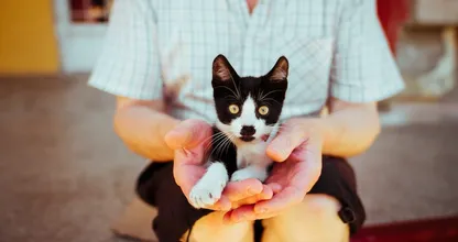 Feit of fabel: katten kruipen altijd op schoot bij kattenhaters