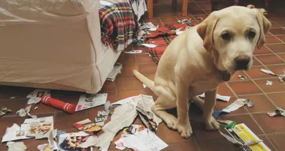 Kijk jouw hond ook wel eens heel schuldbewust? DIT is wat hij dan echt voelt!
