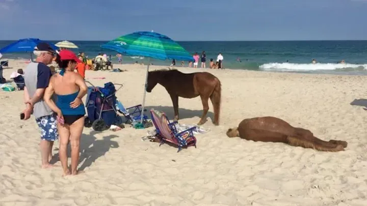 Einige der lustigsten Strandbilder: Manche gehen zu weit!