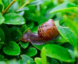Schneckenplage im Garten? Mit diesem tierfreundlichen Trick machen sie sich vom Acker!