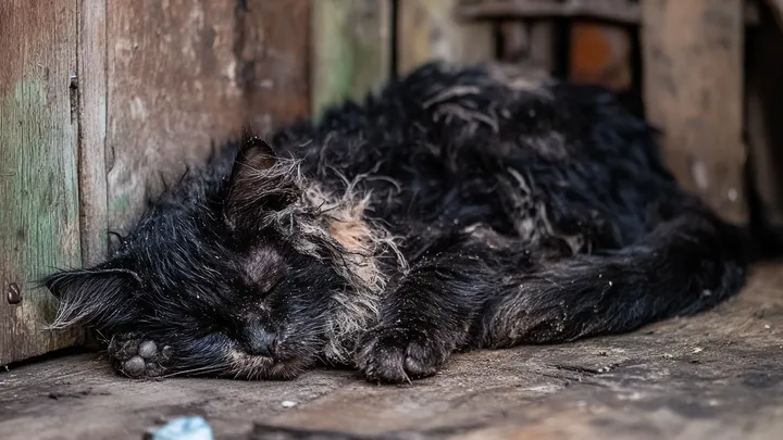 Un uomo trova un gatto sull'orlo del congelamento, ma quello che nascondeva sotto la pancia è incredibile!