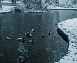 Zie jij een vastgevroren eend op het water? Dit moet je doen