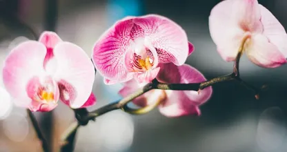 So pflegst du Orchideen richtig, damit sie wieder schön aufblühen