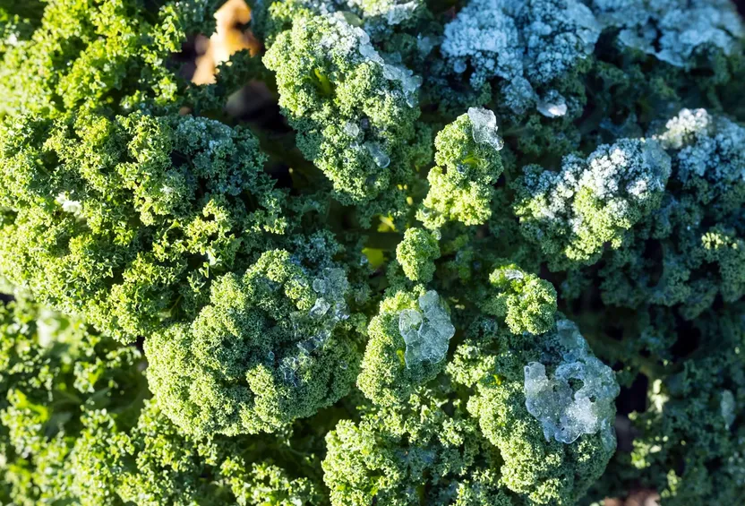 Does kale really taste sweeter after the first frost? What researchers and agriculturists say