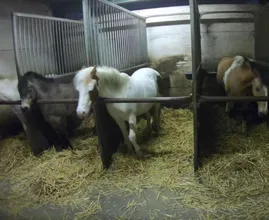Zielig! Paarden in de manege worden ernstig verwaarloosd
