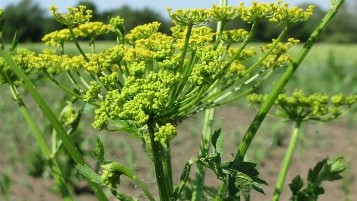Let op: Deze ogenschijnlijk onschuldige plant kan heel gevaarlijk zijn