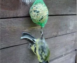Du hast liebevoll so einen Meisenknödel im Garten aufgehängt? Dann lies das mal!