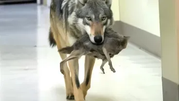 Wolf bricht ins Krankenhaus ein - Krankenschwester zu Tränen gerührt von dem, was er im Maul trägt