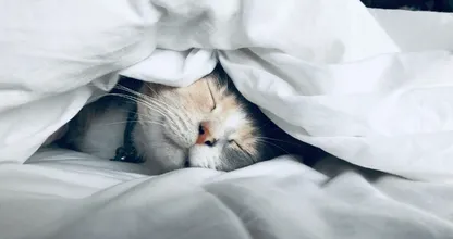 Este é o segredo para uma boa noite de sono