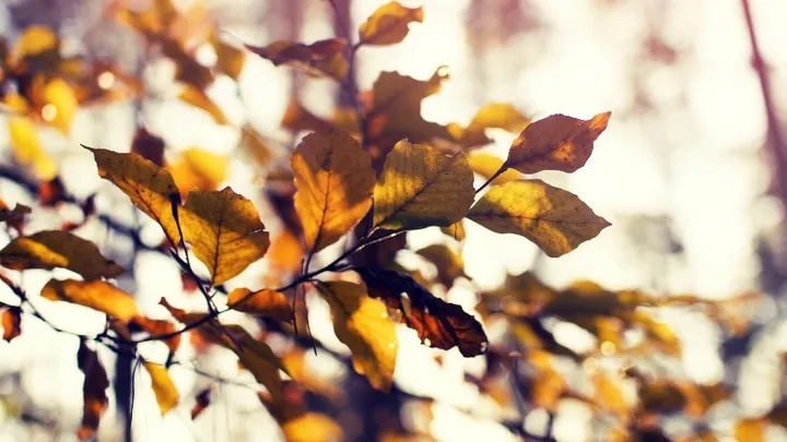 Een tuin vol met bladeren? Op deze plek kan je ze beter laten liggen