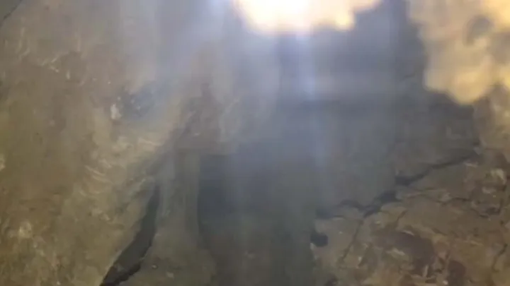 Holzfäller finden seltsame Kreatur in hohlem Baum