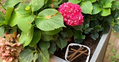 6X Waarom je kaneel in de tuin zou moeten gebruiken