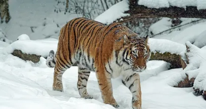 8 impresionantes historias de animales que se vengaron de los humanos