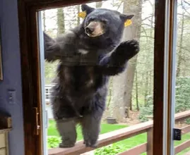 Un orso visita la famiglia ogni mattina: un giorno il padre lo segue