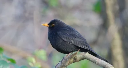 Op deze manier voorkom je dat er vogels tegen je raam aanvliegen