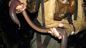 Giant earthworms living in your backyard? Learn the truth behind these mysterious creatures