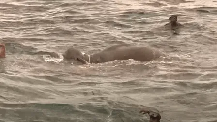 Imágenes impactantes: la Marina se encuentra cara a cara con una gigantesca criatura en el agua