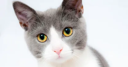 Wie süß! Mit diesen (komischen) Zeichen will dir deine Katze sagen, dass sie dich lieb hat!