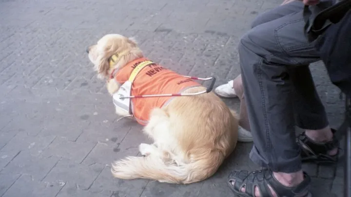 Hulphonden bekogeld met vuurwerk: ‘Een hond heeft de hele middag gebibberd’