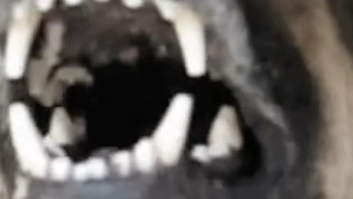 Man takes cute “puppy” home with him, which turns out to be a dangerous mistake