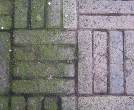 ¡Deshazte de las espantosas manchas verdes de las baldosas! Es tan fácil que no lo creerás. ¡Debes probar esto!