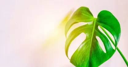Nou ja: kamerplant wordt verkocht voor ruim 4600 euro
