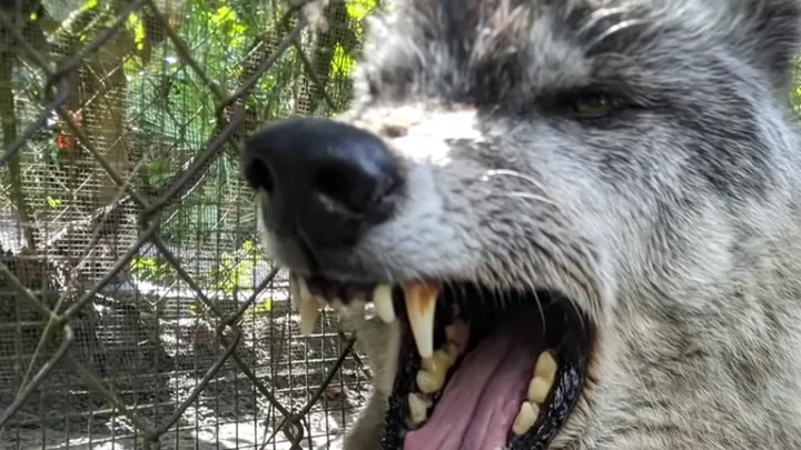 Man takes cute “puppy” home with him, which turns out to be a dangerous mistake