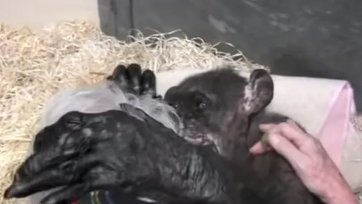 Heartwarming Video: This 59-Year Old Chimpanzee Says Goodbye To An Old Friend