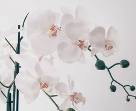 Zo verzorg je een orchidee in 4 stappen