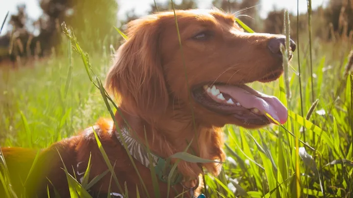Waarom eten sommige honden toch zo graag gras?