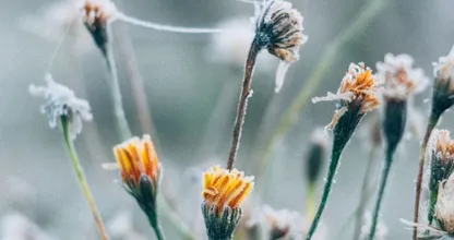 Er komen frisse nachten aan... ZO bescherm je je plantjes tegen nachtvorst!