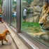 Filhote de cachorro cai no recinto dos leões – O que os tratadores do zoológico capturaram com a câmera é inacreditável!