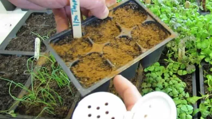 Ecco perché tutti spargono la cannella macinata nei loro giardini! Geniale!