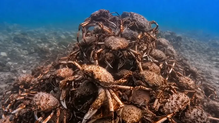 Scientists Placed a Single "Crab" Among Thousands—Then Something Bizarre Happened