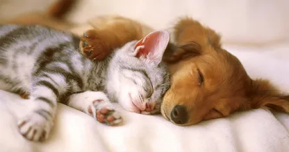 Huh? Deze tekening kan voorspellen of je een honden- of kattenmens bent
