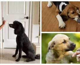 What's Your Dog Really Saying? Uncover 43+ Tips to Crack the Canine Code!