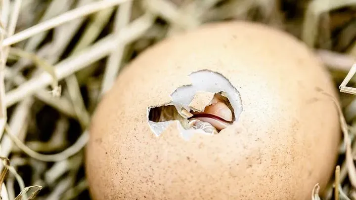 Schockierende Entdeckung eines Landwirts: Mysteriöse Eier schlüpfen zu atemberaubenden Wundern!