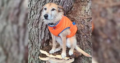 Here are 10 pictures of dogs on mushrooms